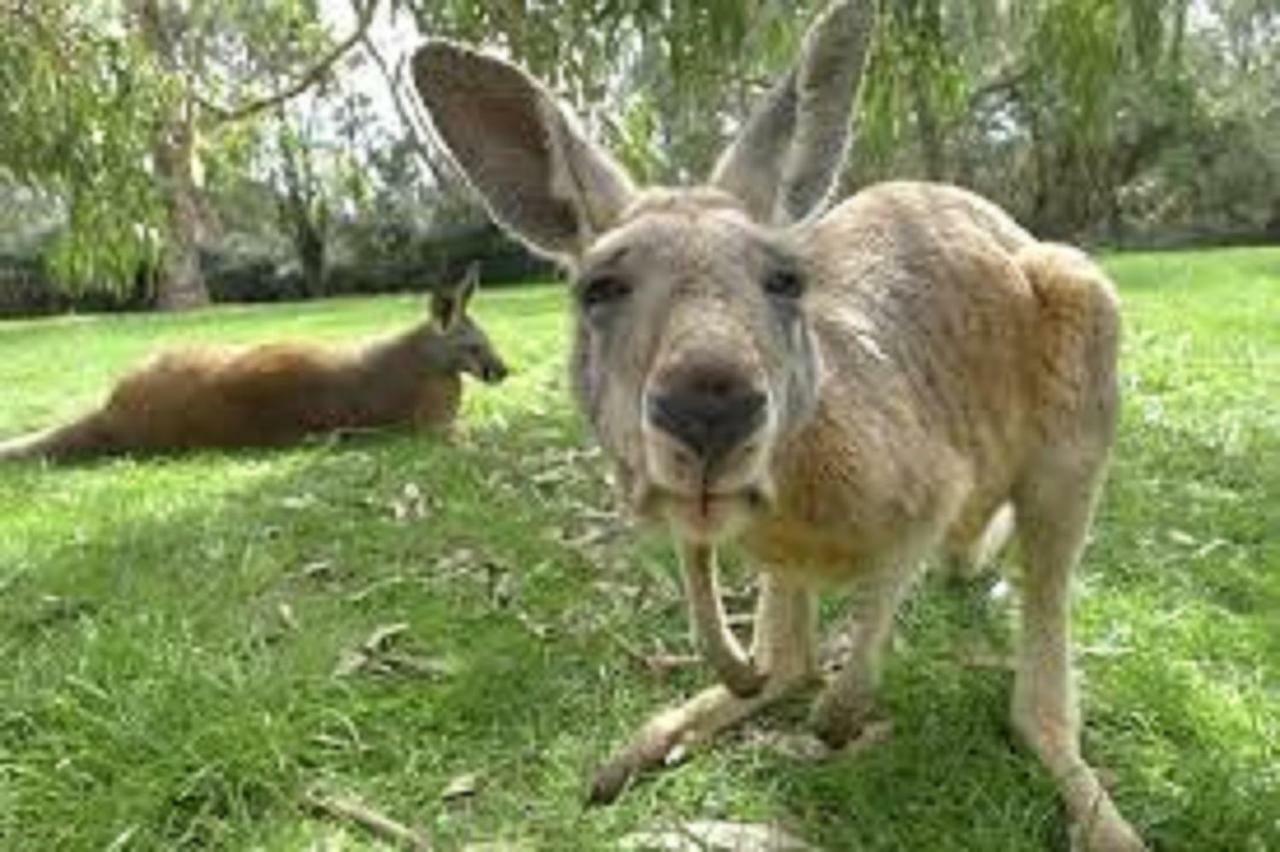 Tranquil Tree Views 2 Bedroom 2 Bathroom Apartment Perth Exterior photo